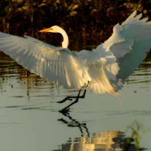 Egret takeoff