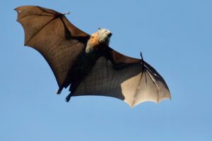 Dr Tuttle's Bat World @ Lakeway Activity Center